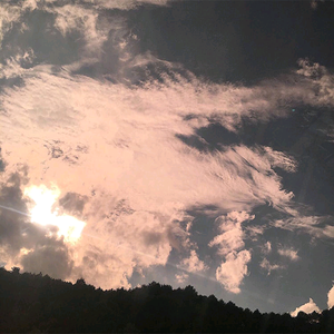 黑人与动物操比777
